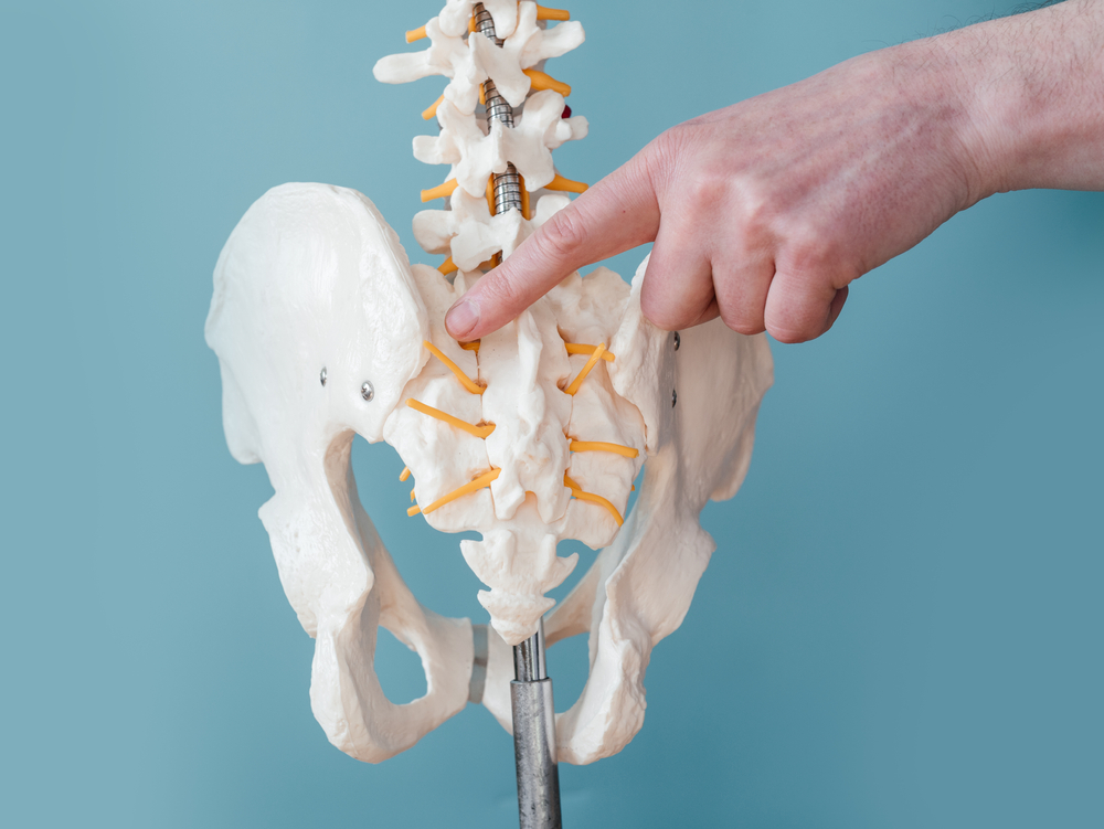 Anatomical illustration of the pelvis showing the sacroiliac joints connecting the sacrum to the pelvic bones.